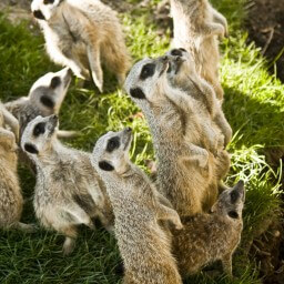 meerkat