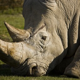 rhino
