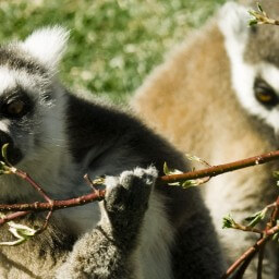 Ring Tailed Lemur